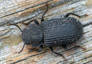 Kerbhalsiger Zunderschwamm-Schwarzkäfer (Bolitophagus reticulatus), 29.07.2024, Wyry