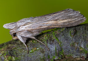 Schatten-Mönch (Cucullia umbratica), 01.08.2024, Wyry
