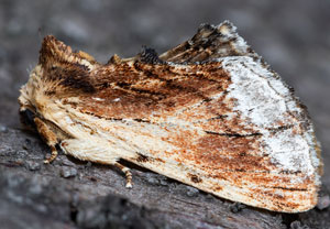 Ahorn-Zahnspinner (Ptilodon cucullina), 04.08.2024