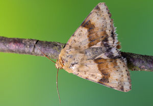 Karden-Sonneneule (Heliothis viriplaca)