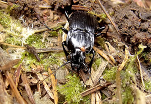 Großer Breitkäfer (Abax parallelepipedus) &ndash; Foto 2