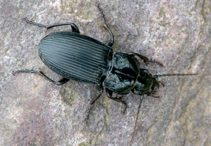 Großer Breitkäfer (Abax parallelepipedus), 29.04.2012