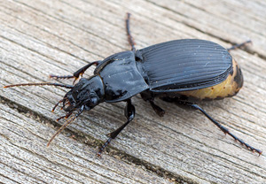 Großer Breitkäfer (Abax parallelepipedus), 01.05.2013