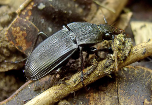 Großer Breitkäfer (Abax parallelepipedus) &ndash; Foto 1