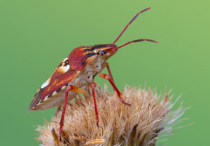 Codophila varia, 16.07.2022, Vir