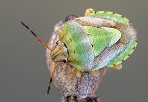 Korbblütlerwanze (Antheminia lunulata), 14.07.2022, Vir