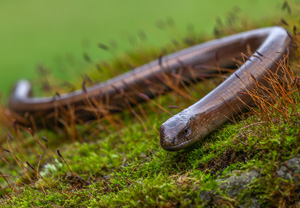 Östliche Blindschleiche (Anguis colchica), 18.07.2020, Babia Góra