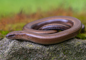 Östliche Blindschleiche (Anguis colchica), 18.07.2020, Babia Góra