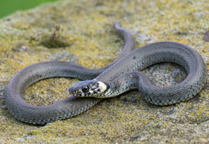 Ringelnatter (Natrix natrix), 29.07.2021, Katowice