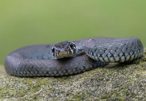 Ringelnatter (Natrix natrix), 28.07.2021, Katowice