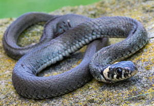 Ringelnatter (Natrix natrix), 30.07.2021, Katowice
