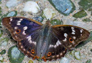 Kleiner Schillerfalter (Apatura ilia), 09.07.2020, Ogrodrzieniec