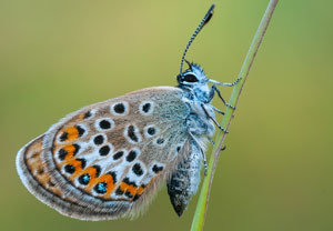 Geißklee-Bläuling (Plebejus argus), 12.06.2011, Wirges