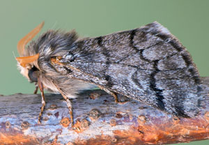 Pinien-Prozessionsspinner (Thaumetopoea pityocampa), 28.07.2018, Vir