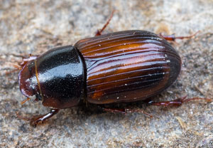 Bodilopsis rufa, 29.08.2024, Hürth