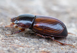 Bodilopsis rufa, 29.08.2024, Hürth