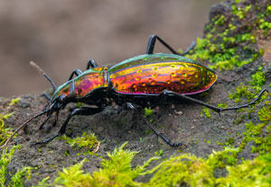 Carabus rutilans, 23.10.2024, Can Blanc