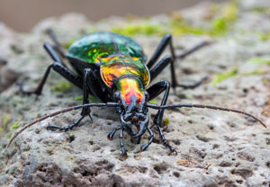 Carabus rutilans, 23.10.2024, Can Blanc
