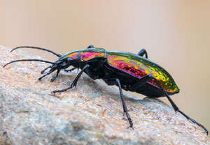 Carabus rutilans, 24.10.2024, Can Blanc