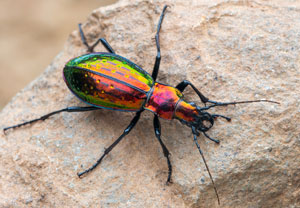 Carabus rutilans