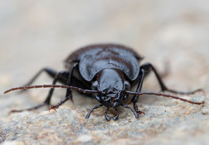 Licinus punctatulus, 15.10.2024, Roses