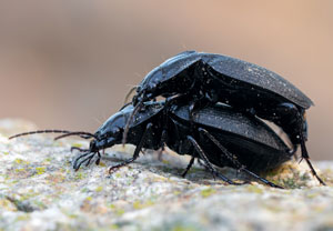 Licinus punctatulus, 20.10.2024, Roses