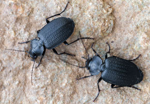 Licinus punctatulus, 24.10.2024, Roses