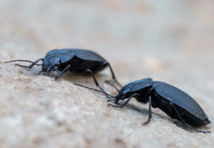 Licinus punctatulus, 24.10.2024, Roses