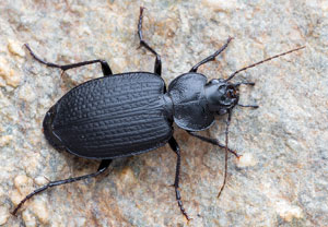 Licinus punctatulus, 15.10.2024, Roses