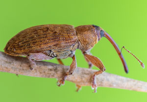Dorytomus filirostris, 24.10.2024, Valence
