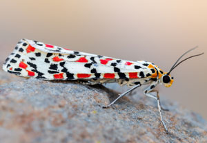 Punktbär (Utetheisa pulchella), 19.10.2024, Roses