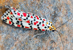 Punktbär (Utetheisa pulchella), 19.10.2024, Roses