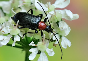 Dinoptera collaris – Foto 2