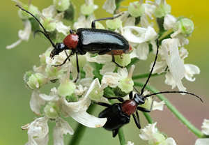 Dinoptera collaris – Foto 3