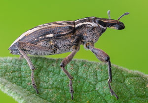 Coniocleonus nigrosuturatus, 17.10.2024, Roses