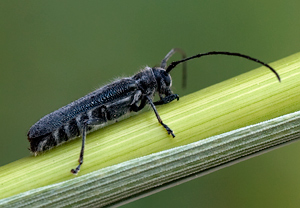 Metallfarbener Lindenbock (Stenostola dubia) &ndash; Foto 2