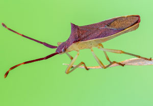 Gonocerus insidiator, 19.10.2024, Roses