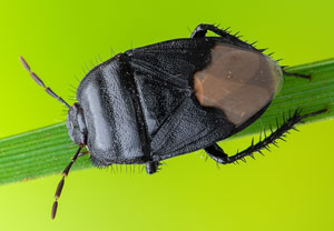 Wolfsmilch-Erdwanze (Cydnus aterrimus)
