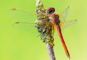 Frühe Heidelibelle (Sympetrum fonscolombii), 16.10.2024, Roses
