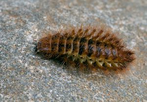 Gelber Schneckenhauskäfer (Drilus flavescens) &ndash; Foto 2