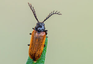Gelber Schneckenhauskäfer (Drilus flavescens) &ndash; Foto 3