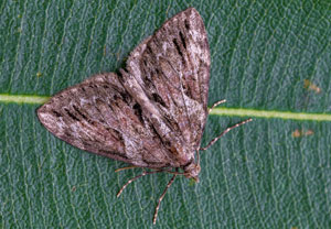 Zypressenspanner (Thera cupressata), 14.10.2024, Roses