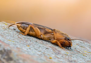 Gryllotalpa vineae, 16.10.2024, Roses