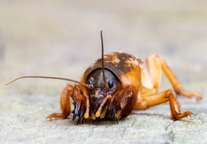 Gryllotalpa vineae, 15.10.2024, Roses