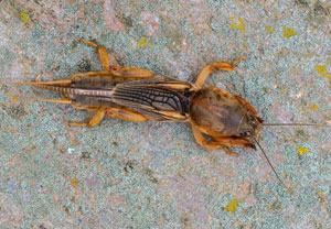 Gryllotalpa vineae, 16.10.2024, Roses