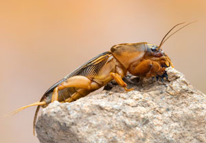 Gryllotalpa vineae, 14.10.2024, Roses