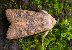 Polymixis argillaceago, 24.10.2024, Roses