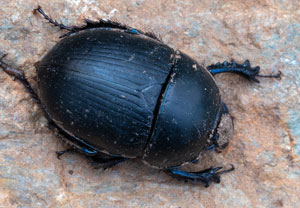 Schwarzer Mistkäfer (Sericotrupes niger), 18.10.2024, La Selva de Mar