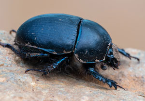 Schwarzer Mistkäfer (Sericotrupes niger), 18.10.2024, La Selva de Mar