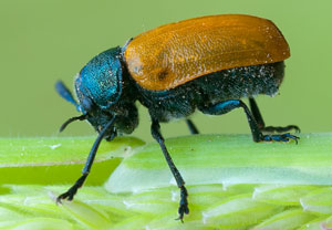 Labidostomis taxicornis, 30.05.2012, Port Grimaud